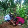 A program of planting forest plants in Homagama (2023-06-07)